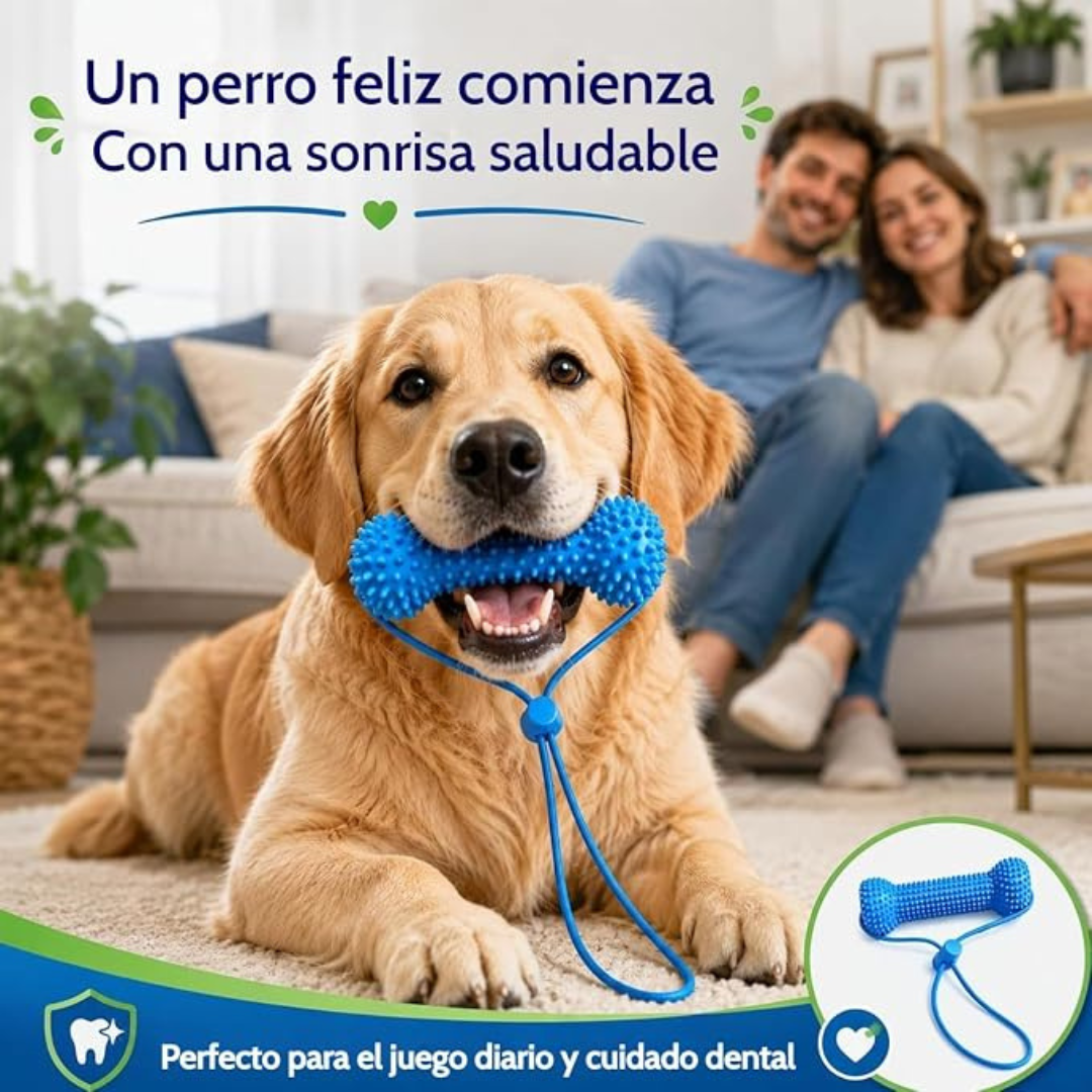 La limpieza dental en los perros: más salud, más años de vida